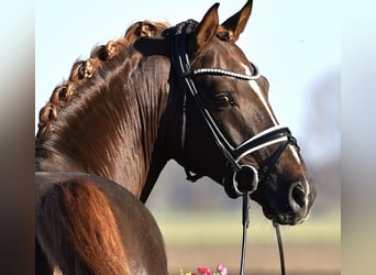 Deutsches Reitpony, Wallach, 9 Jahre, 149 cm, Dunkelfuchs