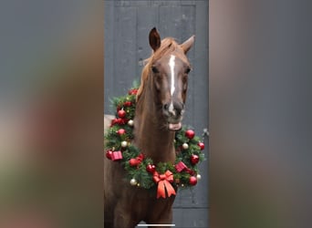 Deutsches Reitpony, Wallach, 9 Jahre, 149 cm, Dunkelfuchs