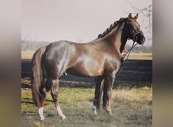 Deutsches Reitpony, Wallach, 9 Jahre, 149 cm, Dunkelfuchs