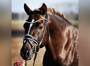 Deutsches Reitpony, Wallach, 9 Jahre, 149 cm, Dunkelfuchs