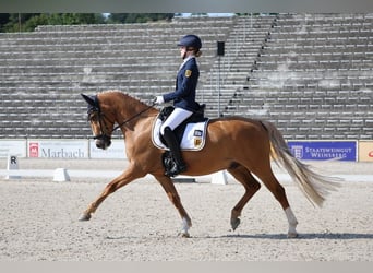 Deutsches Reitpony, Wallach, 9 Jahre, 149 cm, Palomino