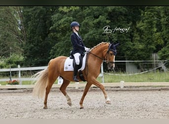 Deutsches Reitpony, Wallach, 9 Jahre, 149 cm, Palomino
