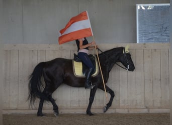 Deutsches Reitpony, Wallach, 9 Jahre, 149 cm, Rappe