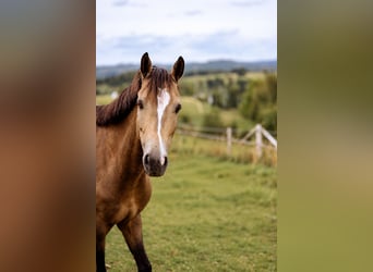 Deutsches Reitpony, Wallach, 9 Jahre, 150 cm, Falbe