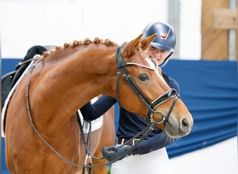 Deutsches Reitpony, Wallach, 9 Jahre, 153 cm, Fuchs