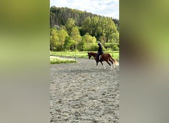 Deutsches Reitpony, Wallach, 9 Jahre, 154 cm, Fuchs