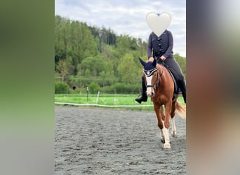 Deutsches Reitpony, Wallach, 9 Jahre, 154 cm, Fuchs