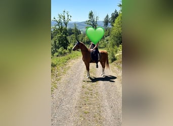 Deutsches Reitpony, Wallach, 9 Jahre, 154 cm, Fuchs
