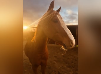 Deutsches Reitpony, Wallach, 9 Jahre, 154 cm, Fuchs