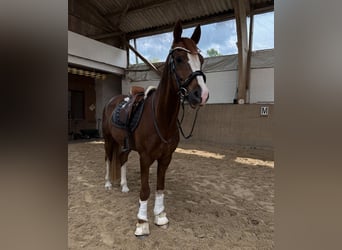 Deutsches Reitpony, Wallach, 9 Jahre, 155 cm, Dunkelfuchs