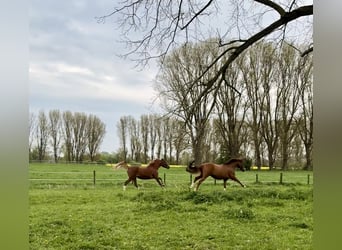Deutsches Reitpony, Wallach, 9 Jahre, 159 cm, Dunkelfuchs