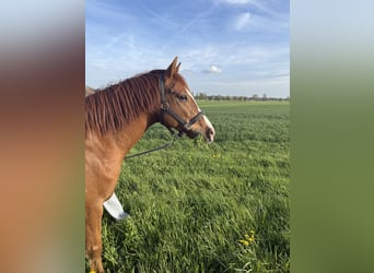 Deutsches Reitpony, Wallach, 9 Jahre, 159 cm, Dunkelfuchs