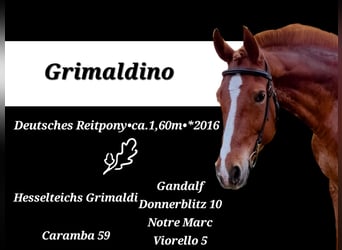 Deutsches Reitpony, Wallach, 9 Jahre, 159 cm, Fuchs