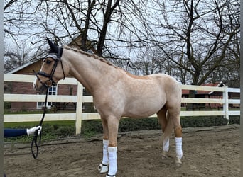 Deutsches Reitpony, Wallach, 9 Jahre, 161 cm, Palomino