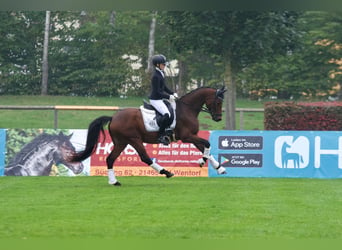 Deutsches Reitpony, Wallach, 9 Jahre, Brauner