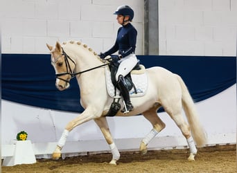 Deutsches Reitpony, Wallach, 9 Jahre, Palomino