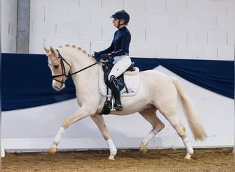 Deutsches Reitpony, Wallach, 9 Jahre, Palomino