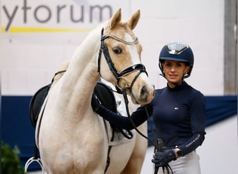 Deutsches Reitpony, Wallach, 9 Jahre, Palomino