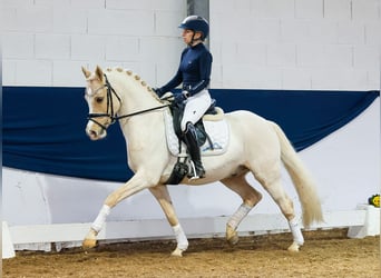 Deutsches Reitpony, Wallach, 9 Jahre, Palomino