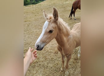 Deutsches Reitpony, Wallach, Fohlen (06/2023), 148 cm, Palomino