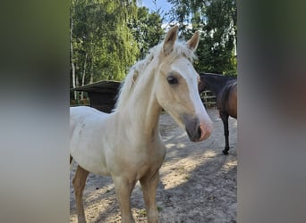 Deutsches Reitpony, Wallach, Fohlen (05/2025), Palomino