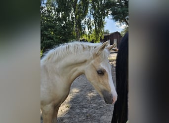 Deutsches Reitpony, Wallach, Fohlen (05/2025), Palomino