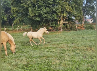 Deutsches Reitpony, Wallach, Fohlen (05/2025), Palomino