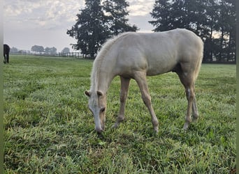 Deutsches Reitpony, Wallach, Fohlen (05/2025), Palomino
