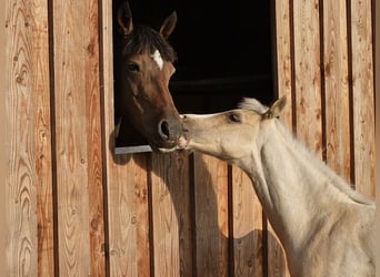 Deutsches Reitpony, Wallach, Fohlen (05/2025), Palomino