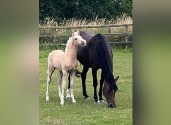 Deutsches Reitpony, Wallach, Fohlen (05/2025), Palomino