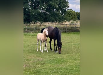 Deutsches Reitpony, Wallach, Fohlen (05/2025), Palomino
