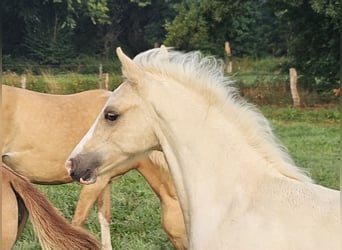 Deutsches Reitpony, Wallach, Fohlen (05/2025), Palomino