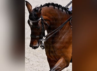 Deutsches Sportpferd, Hengst, 10 Jahre, 165 cm, Brauner