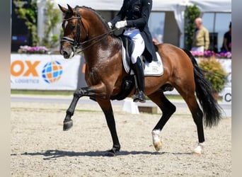 Deutsches Sportpferd, Hengst, 11 Jahre, 174 cm