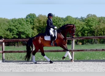 Deutsches Sportpferd, Hengst, 12 Jahre, 166 cm