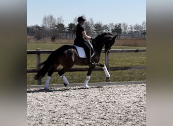 Deutsches Sportpferd, Hengst, 12 Jahre, 166 cm