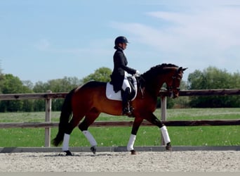 Deutsches Sportpferd, Hengst, 12 Jahre, 166 cm