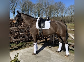 Deutsches Sportpferd, Hengst, 12 Jahre, 166 cm