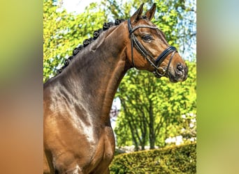 Deutsches Sportpferd, Hengst, 12 Jahre, 166 cm