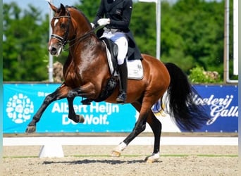 Deutsches Sportpferd, Hengst, 12 Jahre, 172 cm, Brauner