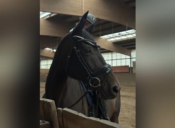 Deutsches Sportpferd, Hengst, 13 Jahre, 173 cm