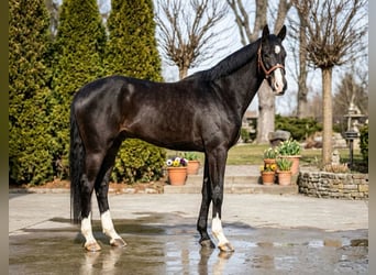 Deutsches Sportpferd, Hengst, 13 Jahre