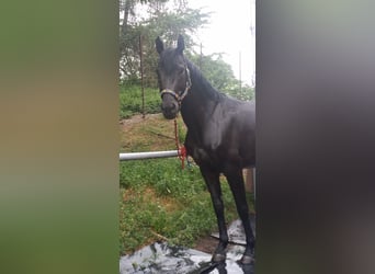 Deutsches Sportpferd, Hengst, 15 Jahre, 165 cm, Rappe