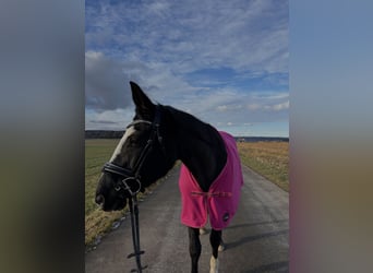 Deutsches Sportpferd, Hengst, 16 Jahre, 165 cm, Rappe