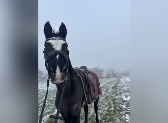 Deutsches Sportpferd, Hengst, 16 Jahre, 165 cm, Rappe