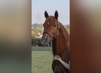 Deutsches Sportpferd, Hengst, 17 Jahre, 165 cm, Fuchs