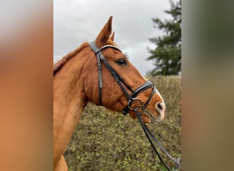 Deutsches Sportpferd, Hengst, 17 Jahre