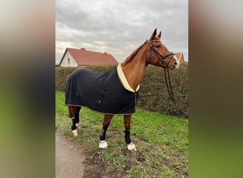 Deutsches Sportpferd, Hengst, 17 Jahre