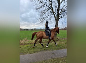 Deutsches Sportpferd, Hengst, 17 Jahre