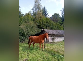 Deutsches Sportpferd, Hengst, 19 Jahre, Fuchs